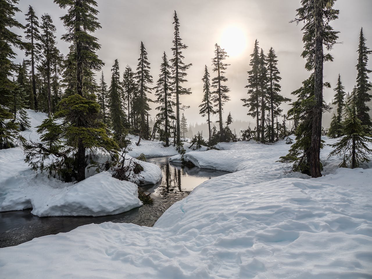 A tranquil snowy forest scene with a sunlit creek and tall trees on a winter day.